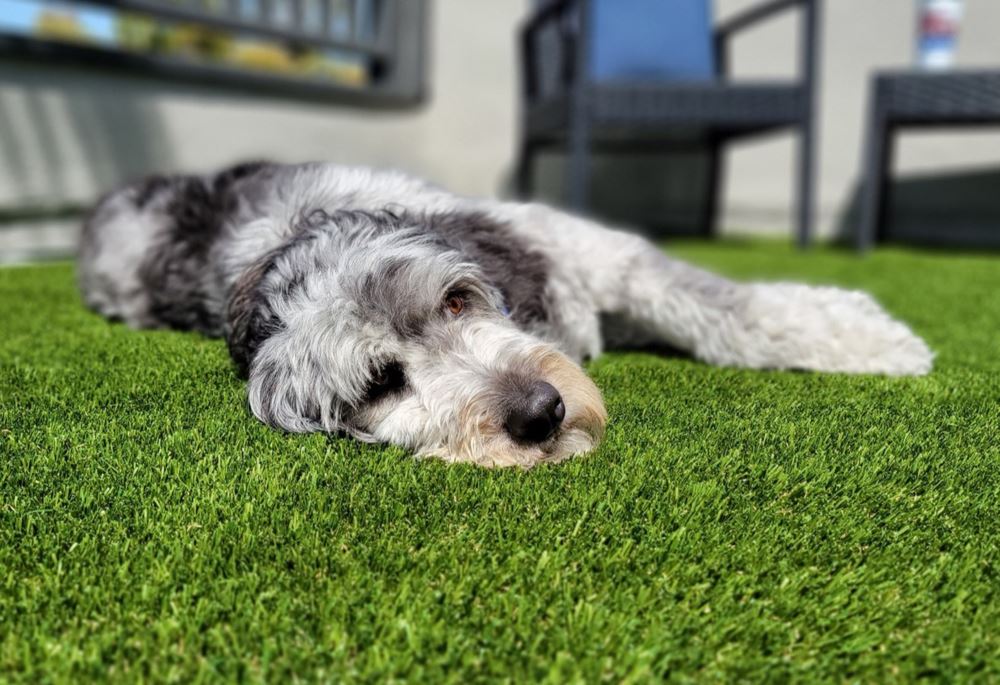 archie