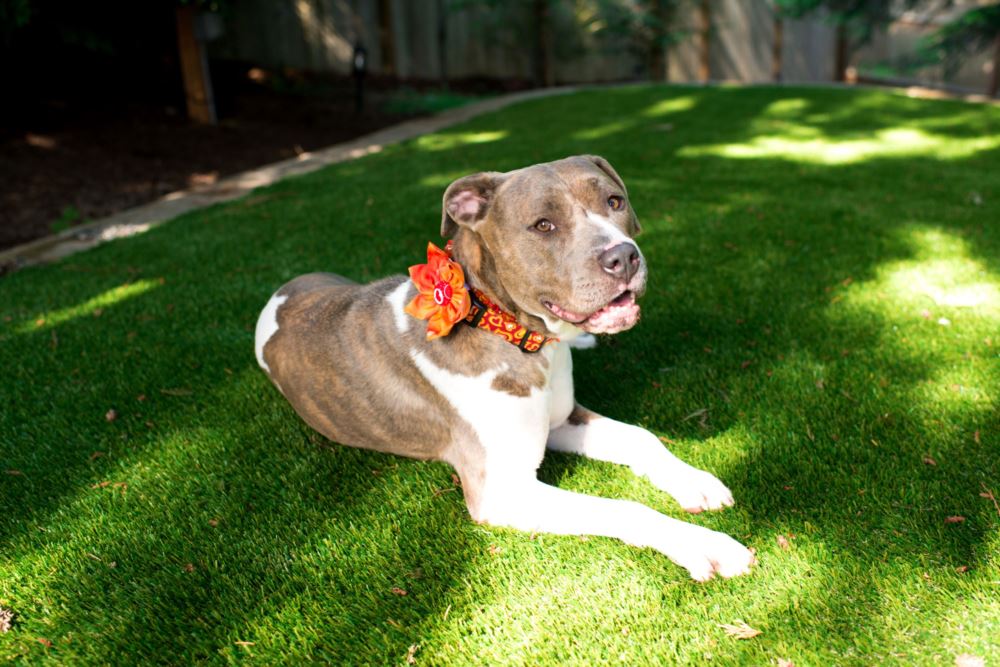 artificialturf_dogc 6