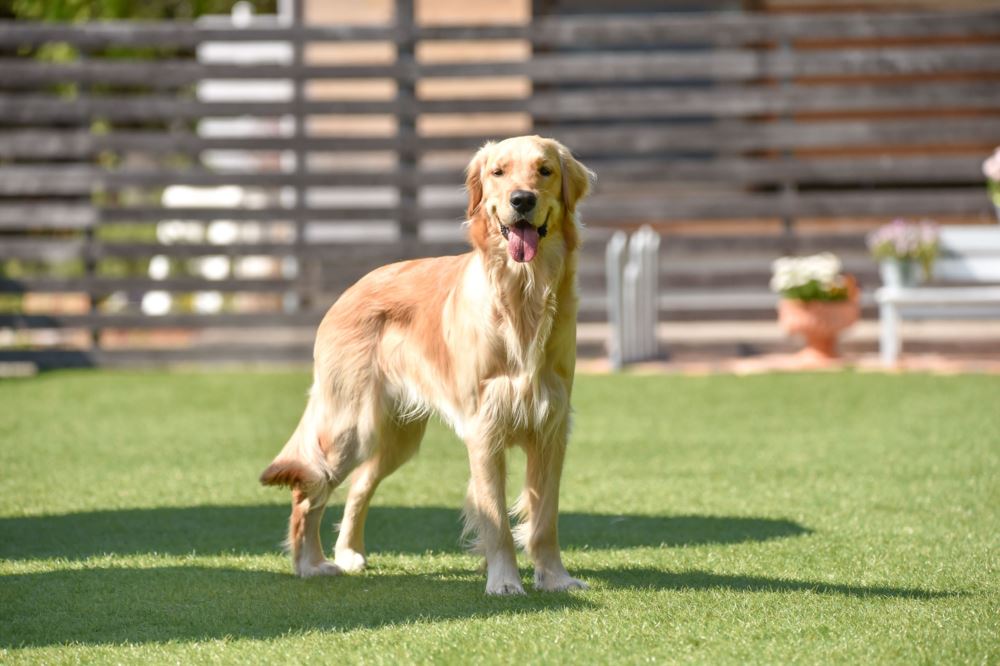 artificialturf_dogg 4 (1)